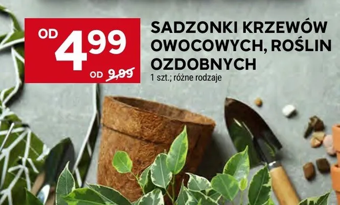 Sadzonki krzewów owocowych promocja w Stokrotka