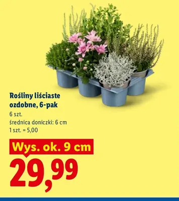 Rośliny liściaste ozdobne 6-pak promocja w Lidl