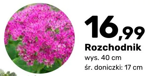 Rozchodnik promocja w Bricomarche
