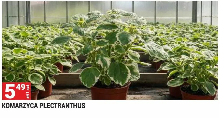 Komarzyca Plectranthus promocja w Merkury Market
