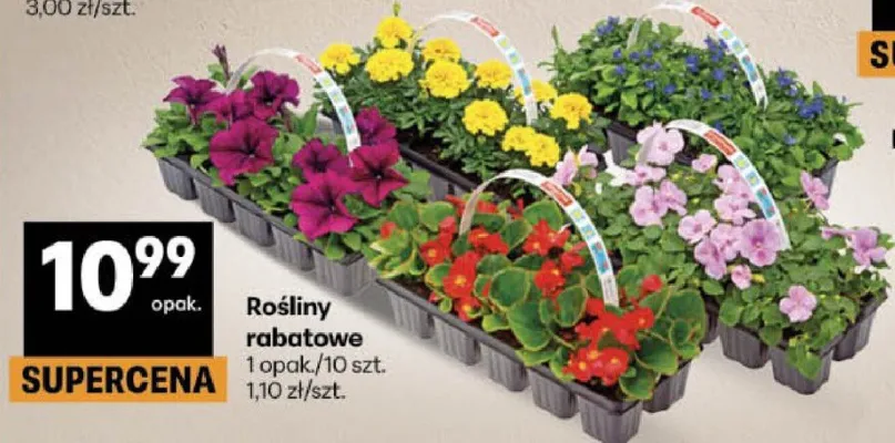 Rośliny rabatowe opakowanie promocja w Delikatesy Centrum