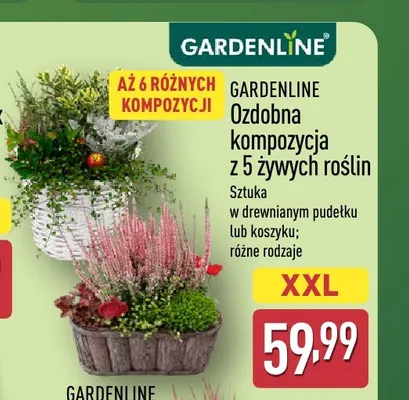 Ozdobna kompozycja z 5 żywych roślin Gardenline promocja w Aldi