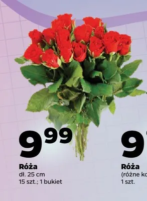 Róża bukiet promocja w Netto
