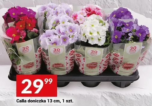 Calla doniczka 13 cm promocja w Twój Market