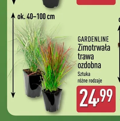 Zimotrwała trawa ozdobna Gardenline promocja w Aldi
