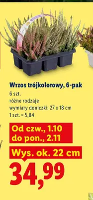 Wrzos trójkolorowy 6-pak promocja w Lidl