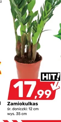 Zamiokulkas śr. doniczki 12 cm wys. 35 promocja w Bricomarche