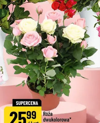 Róża dwukolorowa średnica doniczki 14cm promocja w POLOmarket