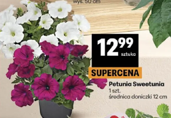 Petunia Sweetunia średnica doniczki 12 cm promocja w Delikatesy Centrum