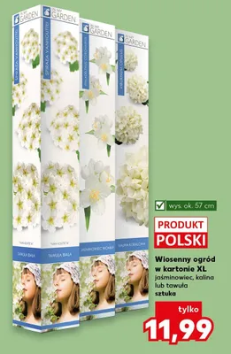 Wiosenny ogród w kartonie XL jaśminowiec, kalina lub tawuła promocja w Kaufland
