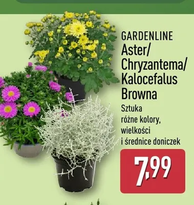 Kalocefalus Browna Gardenline promocja w Aldi