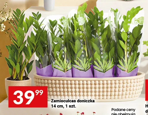 Zamioculcas doniczka promocja w Twój Market