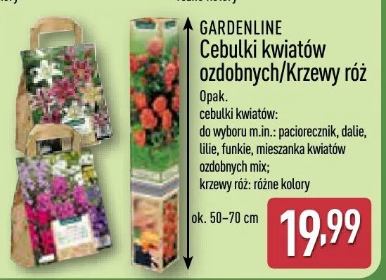 Cebulki kwiatów ozdobnych/Krzewy róż promocja w Aldi