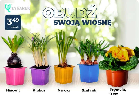 Narcyz promocja w PSB Mrówka