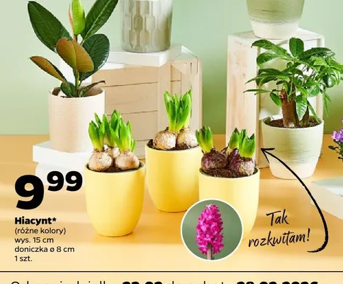 Pachira Aquatica promocja w Netto