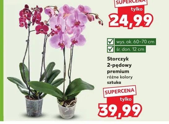 Storczyk 2-pędowy premium promocja w Kaufland