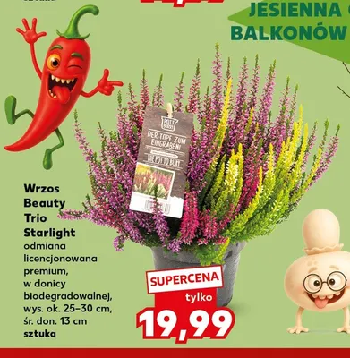 Wrzos Beauty Trio Starlight odmiana licencjonowana premium w donicy biodegradowalnej promocja w Kaufland