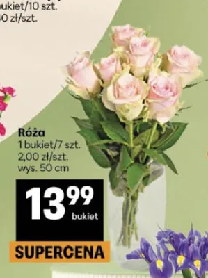 Róża 7-pak promocja w Delikatesy Centrum