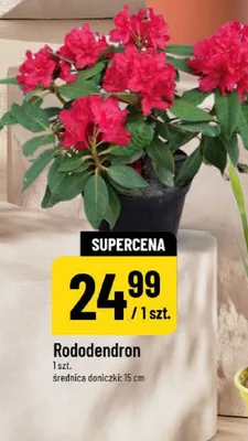 Rododendron promocja w POLOmarket