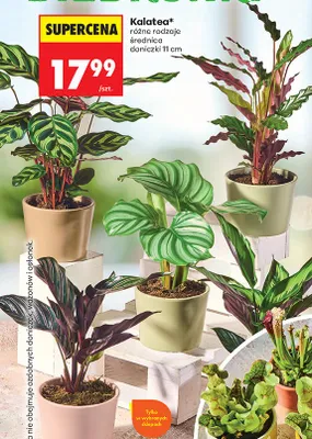 Kalatea średnica doniczki 11cm promocja w Biedronka