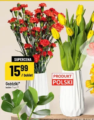 Tulipany promocja w POLOmarket