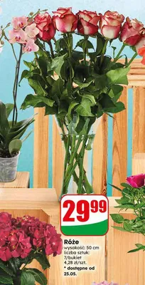 Róże wysokość 50cm promocja w Dino