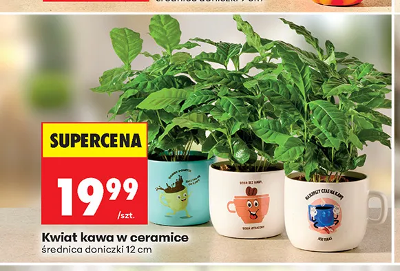Kwiat kawa w ceramice 12 cm promocja w Biedronka