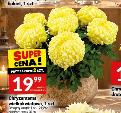 Chryzantema wielkokwiatowa promocja w Twój Market