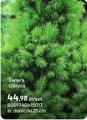 Świerk Conica promocja w Castorama