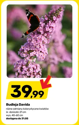 Budleja Davida promocja w Bricomarche