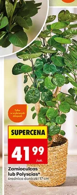 Polyscias promocja w Biedronka