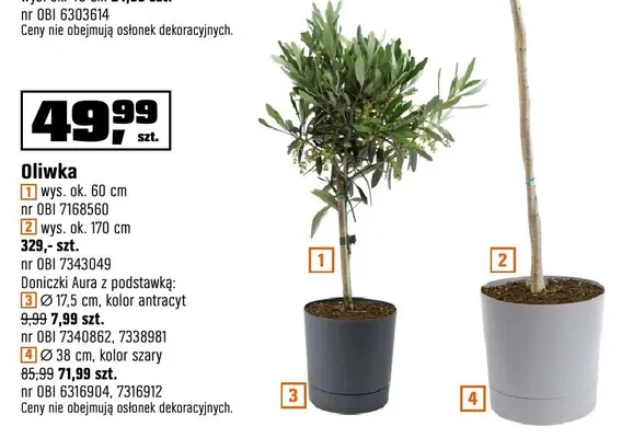 Oliwka wys. ok. 60 cm, wys. ok. 170 cm OBI promocja w OBI