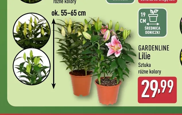 Lilie Gardenline promocja w Aldi