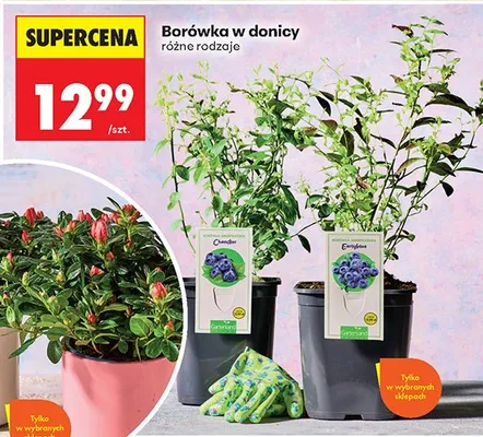 Borówka w donicy promocja w Biedronka