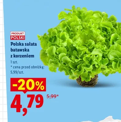 Polska sałata batawska z korzeniem promocja w Lidl