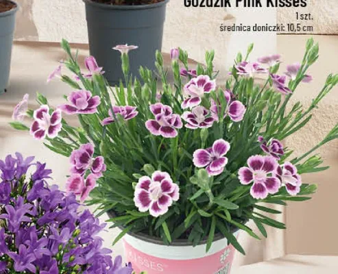 Goździk Pink Kisses promocja w POLOmarket
