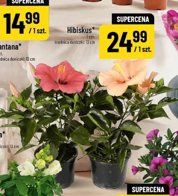 Hibiskus promocja w POLOmarket