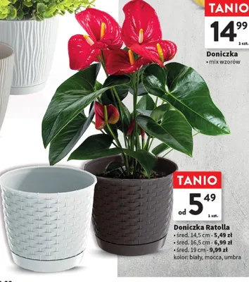 Doniczka Ratolla - śred. 16,5 cm promocja w Intermarche