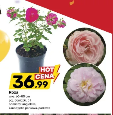 Róża promocja w Bricomarche