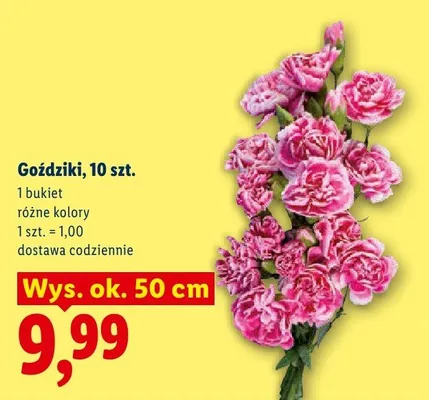 Goździki promocja w Lidl