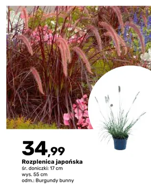 Rozplenica japońska Burgundy Bunny promocja w Bricomarche