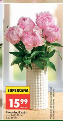 Piwonia 5-pak promocja w Biedronka