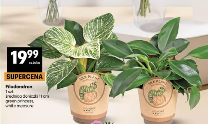 Filodendron green princess, white measure promocja w Delikatesy Centrum