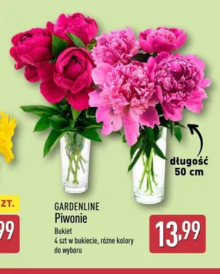 Bukiet piwonii Gardenline 4-pak promocja w Aldi