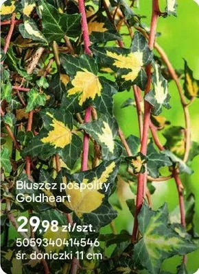 Bluszcz pospolity Goldheart promocja w Castorama