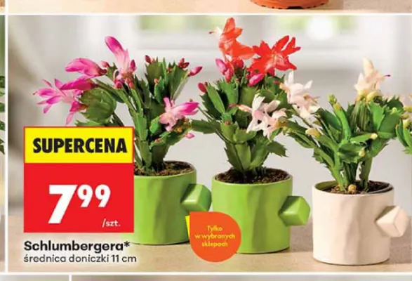 Schlumbergera promocja w Biedronka