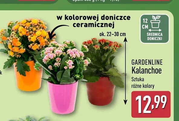 Kalanchoe GARDENLINE promocja w Aldi