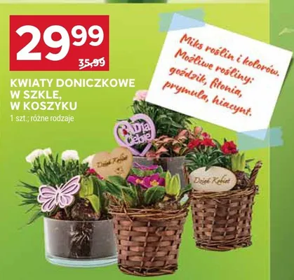 Kwiaty doniczkowe w szkle, w koszyku różne rodzaje promocja w Stokrotka