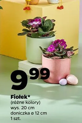 Fiołek promocja w Netto
