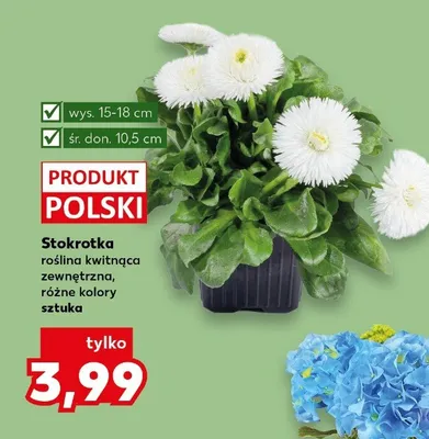 Stokrotka roślina kwitnąca zewnętrzna, różne kolory promocja w Kaufland